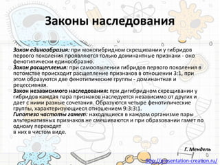http://presentation-creation.ru/
Законы наследования
Закон единообразия: при моногибридном скрещивании у гибридов
первого поколения проявляются только доминантные признаки - оно
фенотипически единообразно.
Закон расщепления: при самоопылении гибридов первого поколения в
потомстве происходит расщепление признаков в отношении 3:1, при
этом образуются две фенотипические группы - доминантная и
рецессивная.
Закон независимого наследования: при дигибридном скрещивании у
гибридов каждая пара признаков наследуется независимо от других и
дает с ними разные сочетания. Образуются четыре фенотипические
группы, характеризующиеся отношением 9:3:3:1.
Гипотеза частоты гамет: находящиеся в каждом организме пары
альтернативных признаков не смешиваются и при образовании гамет по
одному переходят
в них в чистом виде.
Г. Мендель
 
