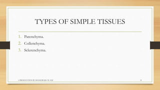 Biology  tissues class 9