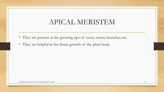 APICAL MERISTEM
• They are present at the growing tips of roots, stems, branches etc.
• They are helpful in the linear gro...