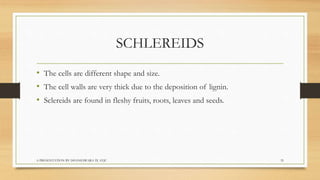 SCHLEREIDS
• The cells are different shape and size.
• The cell walls are very thick due to the deposition of lignin.
• Sc...