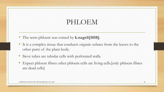 PHLOEM
• The term phloem was coined by k.nageli[1858].
• It is a complex tissue that conducts organic solutes from the lea...