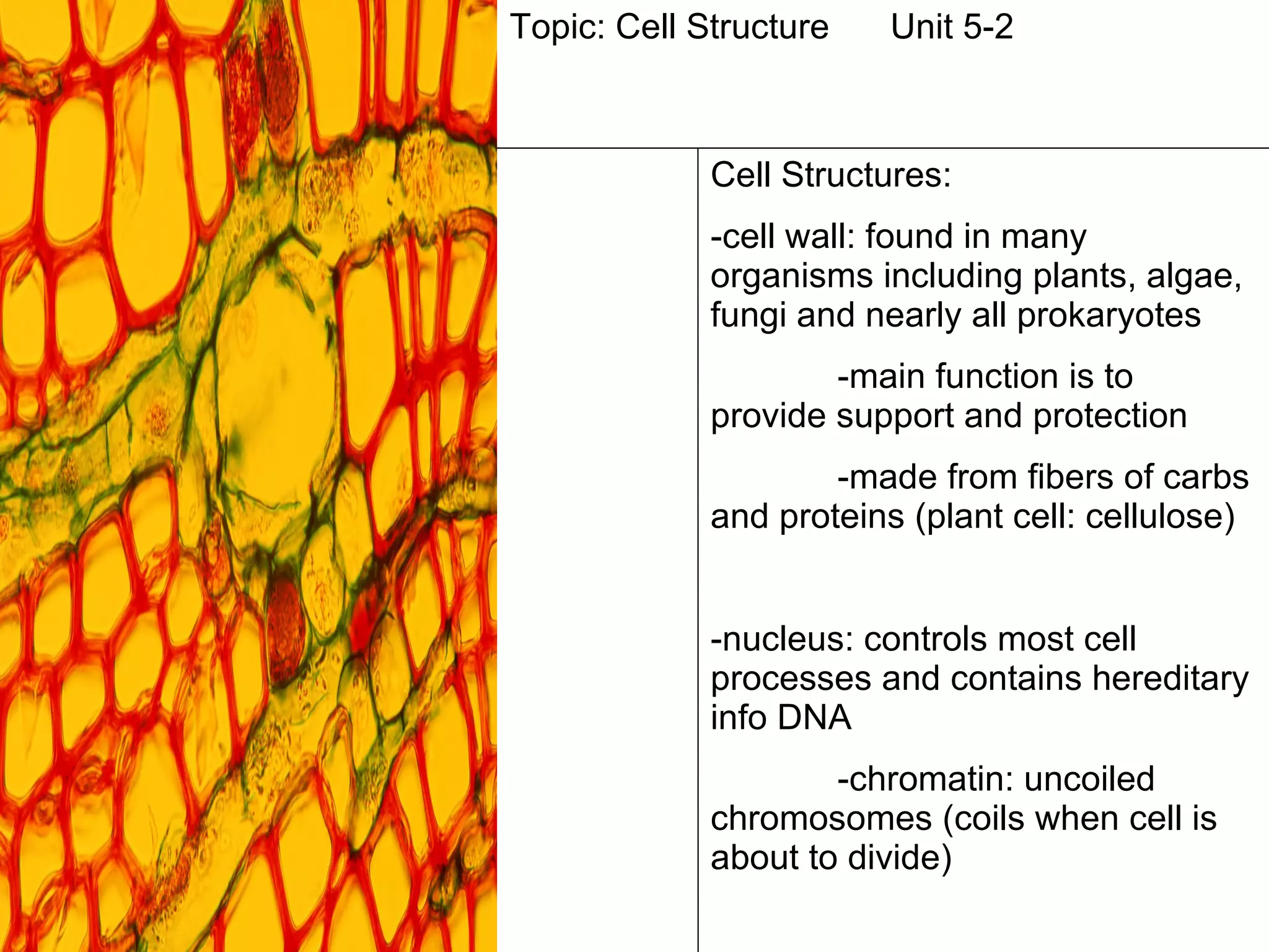 Topic: Cell Structure Unit 5-2 Cell Structures: -cell wall: found in many organisms including plants, algae, fungi and nearly all prokaryotes -main function is to provide support and protection -made from fibers of carbs and proteins (plant cell: cellulose) -nucleus: controls most cell processes and contains hereditary info DNA -chromatin: uncoiled chromosomes (coils when cell is about to divide) 