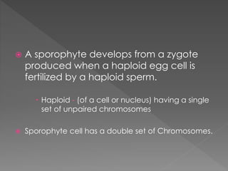  A sporophyte develops from a zygote 
produced when a haploid egg cell is 
fertilized by a haploid sperm. 
 Haploid - (of a cell or nucleus) having a single 
set of unpaired chromosomes 
 Sporophyte cell has a double set of Chromosomes. 
 