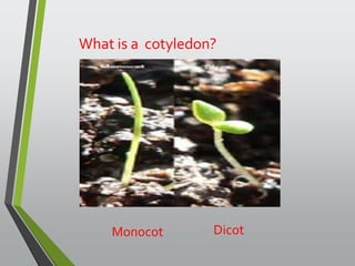 What is a cotyledon? 
Monocot Dicot 
 