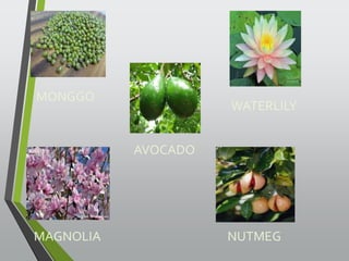 MONGGO 
AVOCADO 
WATERLILY 
MAGNOLIA NUTMEG 
 