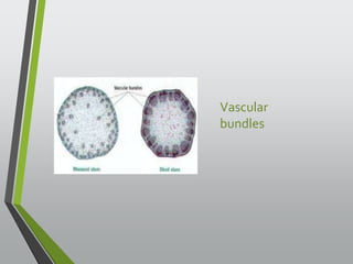 Vascular 
bundles 
 