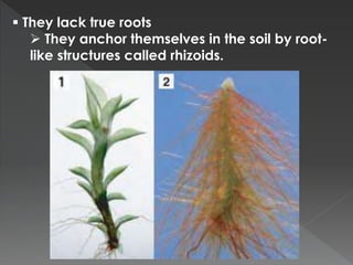  They lack true roots 
 They anchor themselves in the soil by root-like 
structures called rhizoids. 
 