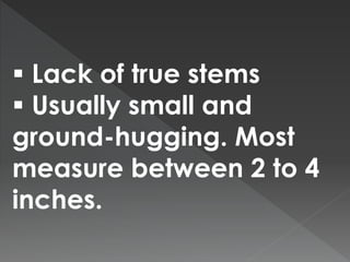  Lack of true stems 
 Usually small and 
ground-hugging. Most 
measure between 2 to 4 
inches. 
 