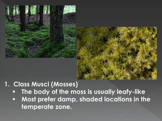 1. Class Musci (Mosses) 
 The body of the moss is usually leafy-like 
 Most prefer damp, shaded locations in the 
temperate zone. 
 