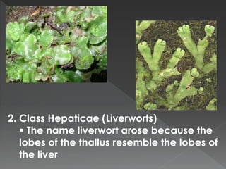 2. Class Hepaticae (Liverworts) 
 The name liverwort arose because the 
lobes of the thallus resemble the lobes of 
the liver 
 