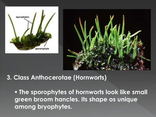 3. Class Anthocerotae (Hornworts) 
 The sporophytes of hornworts look like small 
green broom hancles. Its shape os unique 
among bryophytes. 
 