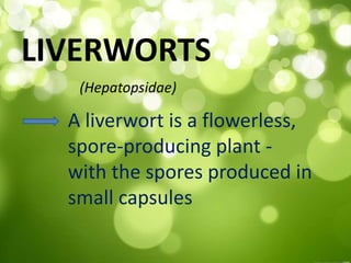 LIVERWORTS 
(Hepatopsidae) 
A liverwort is a flowerless, 
spore-producing plant - 
with the spores produced in 
small capsules 
 
