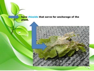have rhizoids that serve for anchorage of the 
plant. 
 