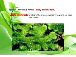 have two forms – leafy and thalloid. 
Leafy liverworts are leafy. The arrangements in liverworts are have 
2 or 3 rows. 
 
