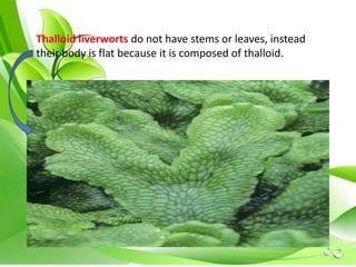 Thalloid liverworts do not have stems or leaves, instead 
their body is flat because it is composed of thalloid. 
 