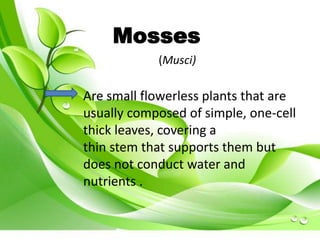 Mosses 
(Musci) 
Are small flowerless plants that are 
usually composed of simple, one-cell 
thick leaves, covering a 
thin stem that supports them but 
does not conduct water and 
nutrients . 
 
