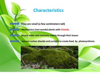 Characteristics 
They are small (a few centimeters tall) 
Herbaceous (non-woody) plants with rhizoids. 
absorb water and nutrients mainly through their leaves 
harvest carbon dioxide and sunlight to create food by photosynthesis. 
 
