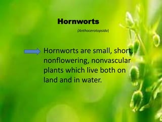 Hornworts 
(Anthocerotopsida) 
Hornworts are small, short, 
nonflowering, nonvascular 
plants which live both on 
land and in water. 
 