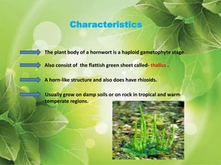 Characteristics 
The plant body of a hornwort is a haploid gametophyte stage. 
Also consist of the flattish green sheet called- thallus . 
A horn-like structure and also does have rhizoids. 
Usually grow on damp soils or on rock in tropical and warm 
temperate regions. 
 