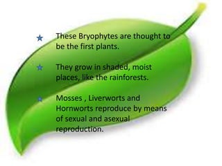 These Bryophytes are thought to 
be the first plants. 
They grow in shaded, moist 
places, like the rainforests. 
Mosses , Liverworts and 
Hornworts reproduce by means 
of sexual and asexual 
reproduction. 
