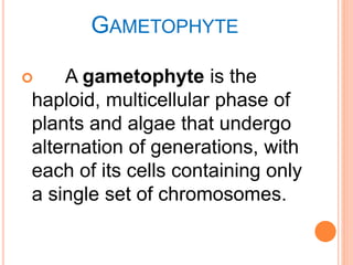 GAMETOPHYTE 
 A gametophyte is the 
haploid, multicellular phase of 
plants and algae that undergo 
alternation of generations, with 
each of its cells containing only 
a single set of chromosomes. 
 
