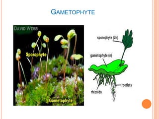 GAMETOPHYTE 
 
