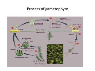 Process of gametophyte 
 