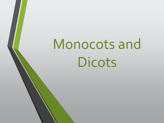 Monocots and 
Dicots 
 