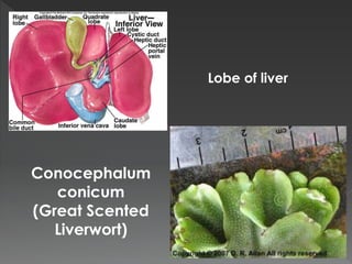 Lobe of liver 
Conocephalum 
conicum 
(Great Scented 
Liverwort) 
 