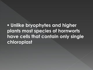  Unlike bryophytes and higher 
plants most species of hornworts 
have cells that contain only single 
chloroplast 
 