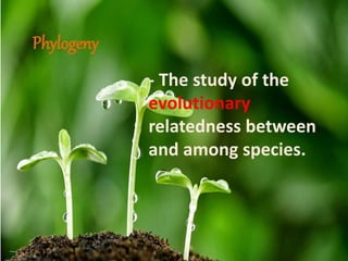 Phylogeny 
- The study of the 
evolutionary 
relatedness between 
and among species. 
 