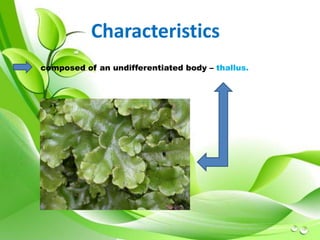 Characteristics 
composed of an undifferentiated body – thallus. 
 