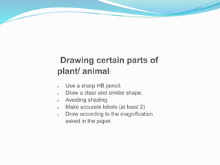 . Drawing certain parts of
plant/ animal:
 Use a sharp HB pencil.
 Draw a clear and similar shape.
 Avoiding shading
 Make accurate labels (at least 2)
 Draw according to the magnification
asked in the paper.
 