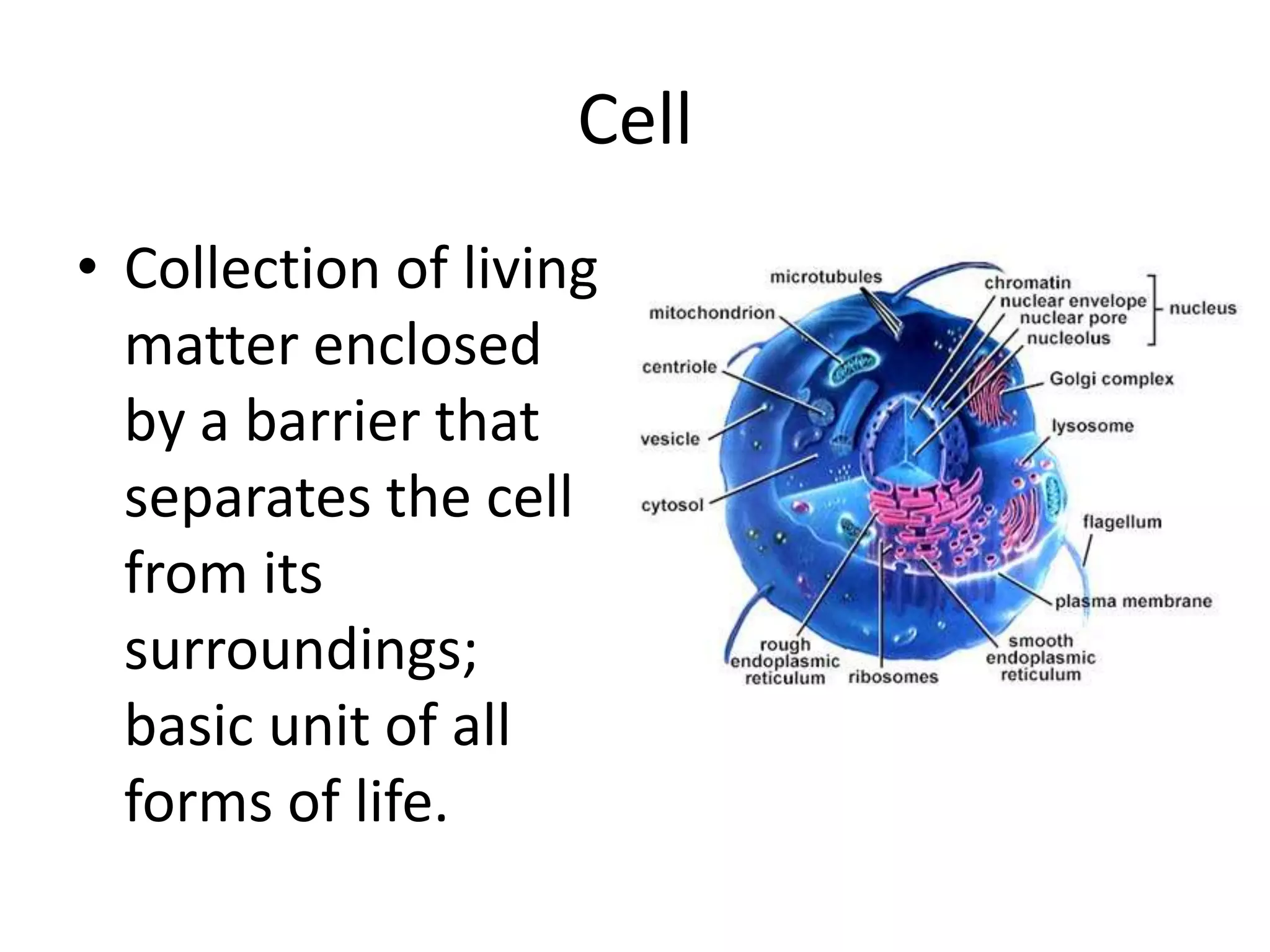 CellCollection of living matter enclosed by a barrier that separates the cell from its surroundings; basic unit of all forms of life.