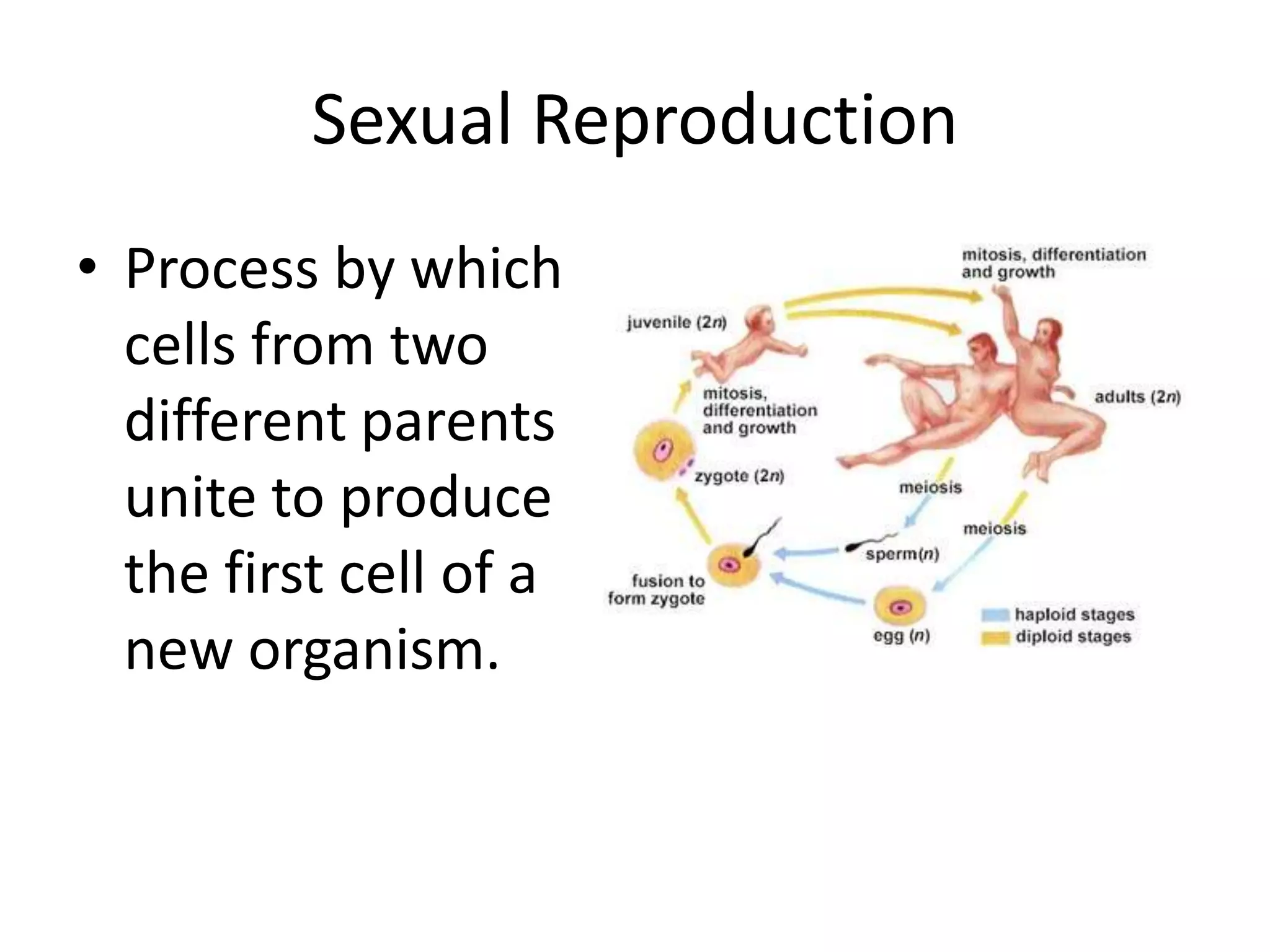 Sexual Reproduction Process by which cells from two different parents unite to produce the first cell of a new organism.