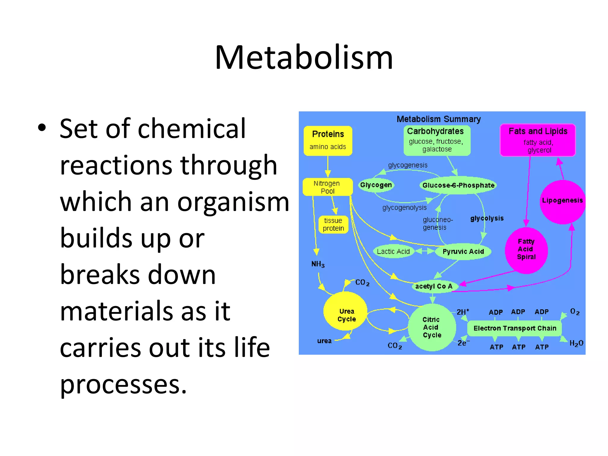 Metabolism Set of chemical reactions through which an organism builds up or breaks down materials as it carries out its life processes.