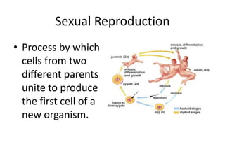 Reproductive Cell Process Biology 1.3 | PPTX