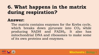 Biology 1 - Qtr. 2 - Lesson 4 - Structure of Mitochondria.pptx