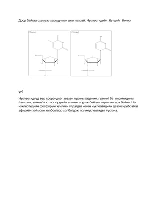 Доор байгаа схемээс харьцуулан ажиглаарай. Нуклеотидийн бүтцийг бичнэ




үү?

Нуклеотидууд өөр хоорондоо зөвхөн пурины /аденин, гуанин/ ба пиримидины
/цитозин, тимин/ азотлог суурийн алиныг агуулж байгаагаараа ялгарч байна. Нэг
нуклеотидийн фосфорын хүчлийн үлдэгдэл нөгөө нуклеотидийн дезоксирибозтой
эфирийн хоймсон холбоогоор холбогдож, полинуклеотидыг үүсгэнэ.
 