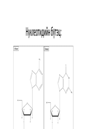 Нуклеотидийнбүтэц:
 