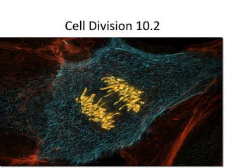 Cell Division 10.2
 