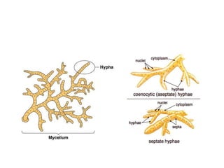 Introduction to Medical Mycology and Virology | PPTX