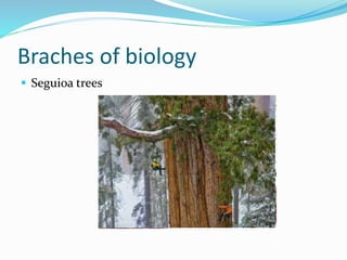 Braches of biology
 Seguioa trees
 
