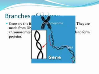 Branches of biology
 Gene are the fundamental units of heredity. They are
made from DNA molecules and are found in
chromosomes. They give instructions to cells to form
proteins.
 