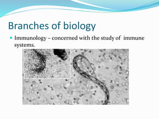 Branches of biology
 Immunology – concerned with the study of immune
systems.
 