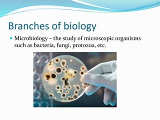 Branches of biology
 Microbiology – the study of microscopic organisms
such as bacteria, fungi, protozoa, etc.
 