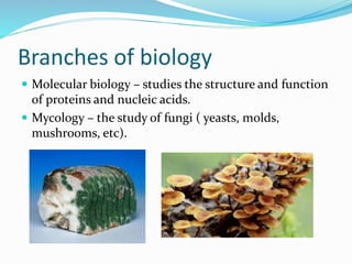 Branches of biology
 Molecular biology – studies the structure and function
of proteins and nucleic acids.
 Mycology – the study of fungi ( yeasts, molds,
mushrooms, etc).
 