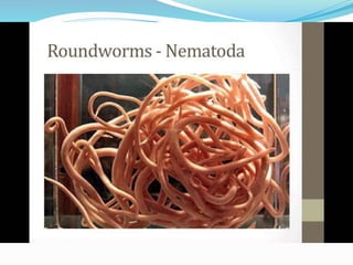 Branches of biology
 Parasitology – the study of parasitic organisms,
(intestinal parasites: helminths and protozoans)
 