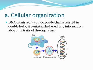 a. Cellular organization
 DNA consists of two nucleotide chains twisted in
double helix, it contains the hereditary information
about the traits of the organism.
 