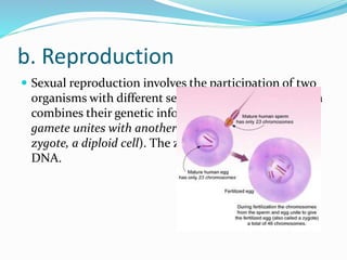 b. Reproduction
 Sexual reproduction involves the participation of two
organisms with different sexes in a sexual union which
combines their genetic information. ( A male haploid
gamete unites with another female gamete form a
zygote, a diploid cell). The zygote contains the new
DNA.
 